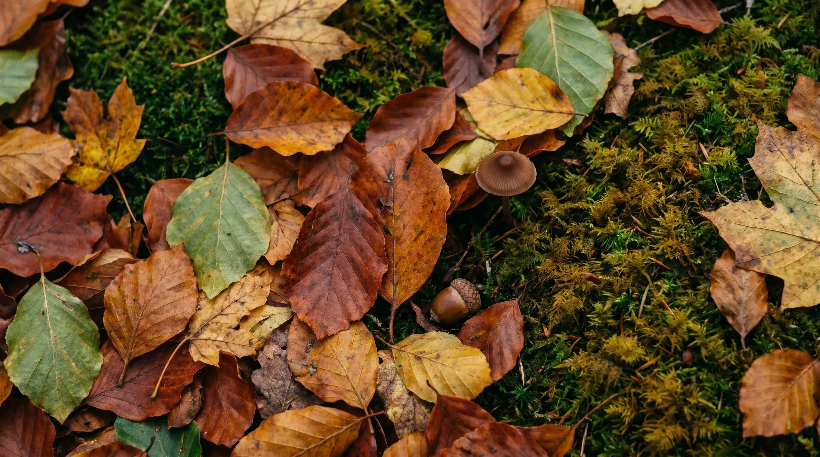 Nahaufnahme von gefallenem Herbstlaub auf Moos: rostrote, goldene und grüne Blätter, ein kleiner Pilz.
