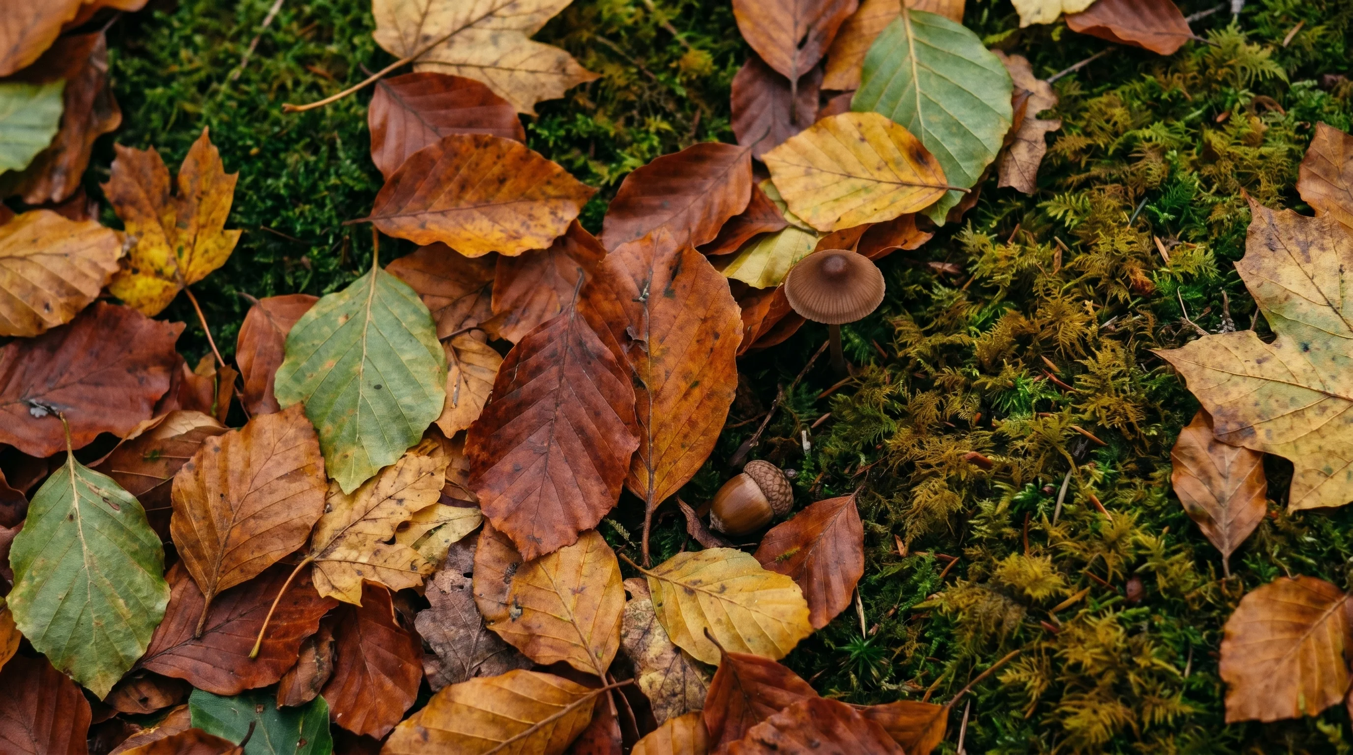 Nahaufnahme von gefallenem Herbstlaub auf Moos — rostrote, goldene und grüne Blätter, ein kleiner Pilz.