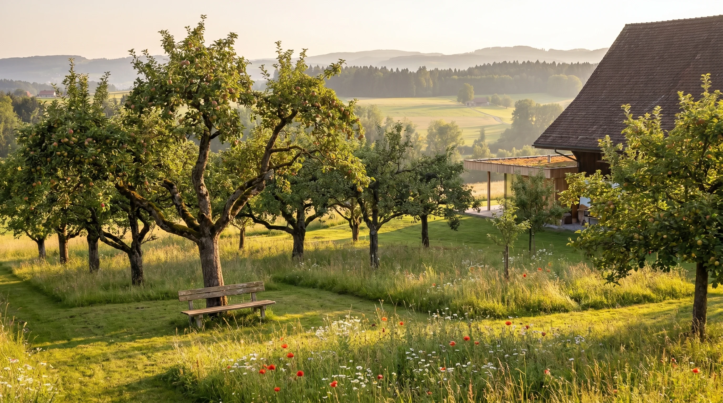 Kleiner Obstgarten mit alten Apfelbäumen in der Abendsonne — hohes Gras, Wildblumen, sanfte Hügel im Hintergrund.
